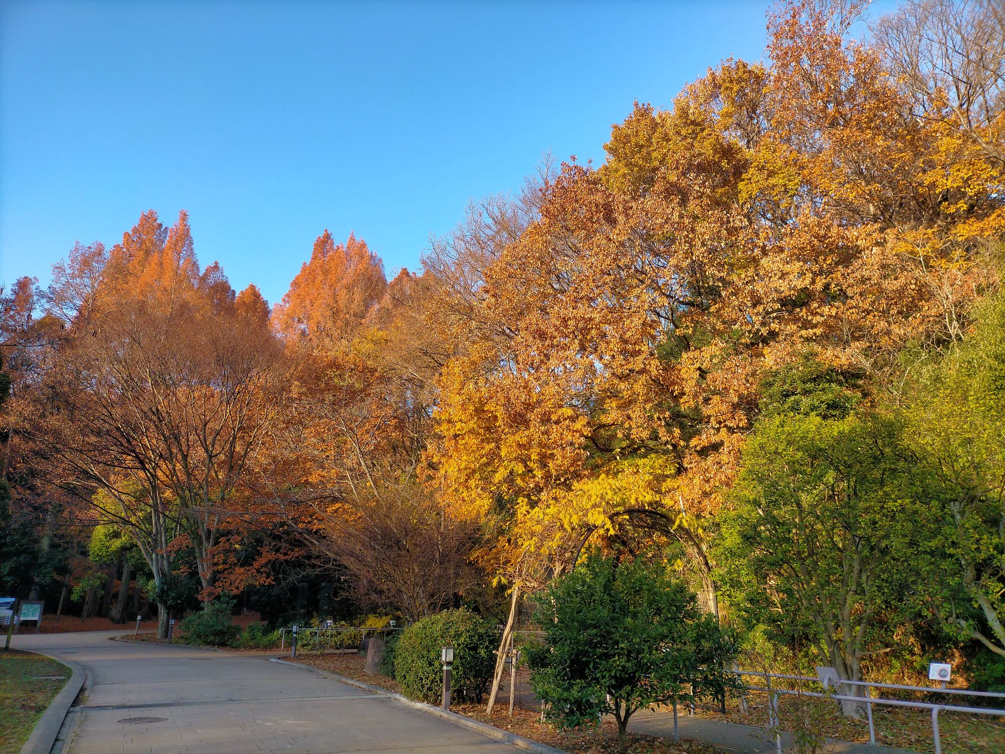 生田緑地 紅葉が美しい メタセコイア並木 Noborito Blog