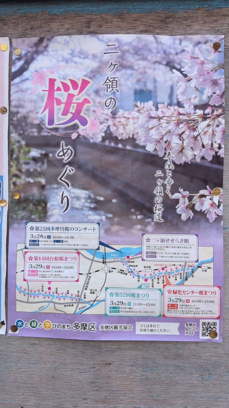桜満開】さくらまつり！宿河原、二ケ領用水桜満開！(2026年3月29日